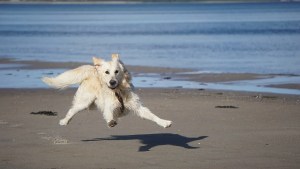 Viajes pet friendly: llevar a tu perro o gato a las vacaciones, qué debés tener en cuenta