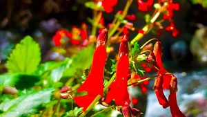 Plantas autóctonas: ¿Conocés la Lágrima del arroyo?