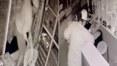 Un hombre rompió un ventanal para ingresar a robar en Cipolletti, a  pocos centímetros había un gato internado (Captura de video) 