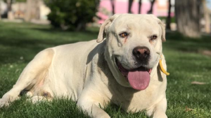 Maltrato animal: un hombre mató a un perro de un disparo en Zapala