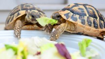 Imagen de Tres razones por las cuales hoy no está bien una tortuga en el hogar