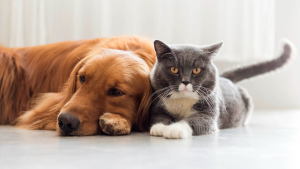 ¿Preferís gato o perro?: lo que dice la ciencia sobre vos