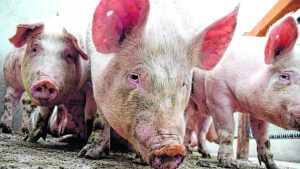 Triquinosis: ya suman seis los casos detectados en Villa Regina