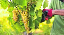 Imagen de La vendimia más chica de la historia: cómo impacta en las bodegas de Río Negro y Neuquén