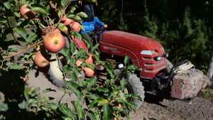 Habrá asistencia financiera a la producción frutícola de Río Negro y Neuquén: todos los detalles
