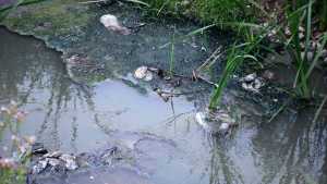 Denuncian que hace más de 15 años se descargan cloacas en un barrio de Roca