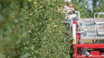 Imagen de Productores de Río Negro y Neuquén apoyan el dólar agro, pero piden que se extienda