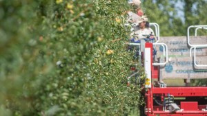 Productores de Río Negro y Neuquén apoyan el dólar agro, pero piden que se extienda