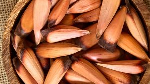 Recolección de piñones en Neuquén: parajes habilitados, cupos y restricciones 