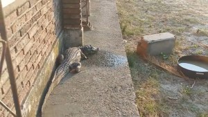 Insólito: regresaron a clases y se encontraron con un yacaré en el patio del colegio, en Corrientes
