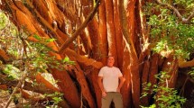 Imagen de La joya encubierta de Villa la Angostura: encuentran un Arrayán gigante de 800 años