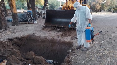 Preparan el sacrificio de 40 mil aves de la Avícola Plottier, tras casos gripe aviar confirmados. Foto de procedimiento realizado por Senasa 