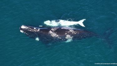 Paciencia junto a su cría nacida en 2022. Tanto esta cría como la que dio a luz en 2019 son de coloración morfo-gris. Una característica muy distintiva de esta familia de ballenas, explicó el Instituto de Conservación.