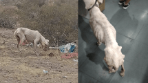 Imagen de Salvaron de la muerte a una perra y piden ayuda para darle una mejor vida, en Neuquén