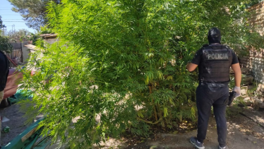 Las plantas llegaban a los 5 metros de altura. Foto gentileza
