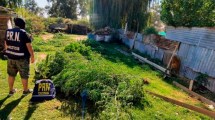 Imagen de Allanaron viviendas en Cinco Saltos y Contralmirante Cordero y encontraron plantas de marihuana