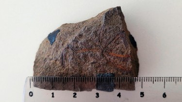 Encuentran en Neuquén una estrella que vivió bajo el mar hace 193 millones de años. Foto: Conicet