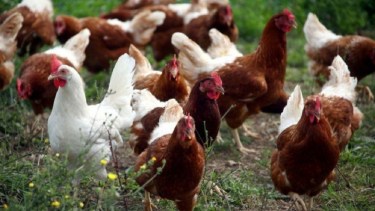 La OMS advirtió hace algún tiempo por el inicio de una nueva pandemia de gripe aviar.
