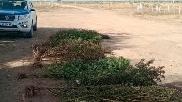 Las plantas superan los dos metros de altura. Foto: Gentileza Policía de Río Negro.