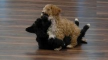 Imagen de El tierno reencuentro de Mora y Caramelo tras la final de Gran Hermano