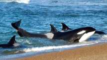 Imagen de La mejor época para avistar orcas en Puerto Madryn