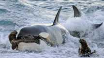 Imagen de Las orcas salen a cazar: imágenes impactantes de un fenómeno único en el mundo, en Península Valdés