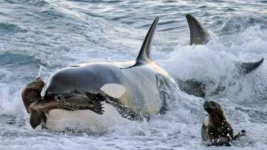 Después de cazar un lobo marino con la técnica de varamiento intencional, la orca juega con su presa. Fotos: Andrés Bonetti.