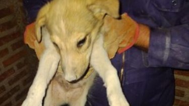 El cachorro estaba atrapado entre dos paredes. Foto: https://centenariodigital.com/