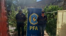 Imagen de Tenía 150 plantas de marihuana y otros 5 kilos listos para vender en Neuquén y Río Negro