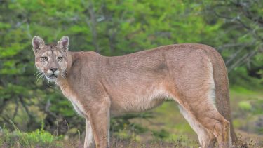 Gran sorpresa: se cruzó con un puma en el medio de la ruta camino a Villa Regina (Foto: archivo)