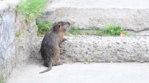 Ayuda silvestre: qué hacer ante el hallazgo de estos animales