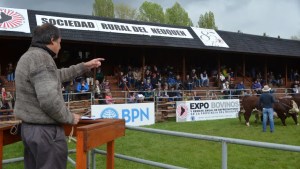 Rematan 2.500 bovinos por streaming en la Sociedad Rural de Junín de los Andes