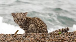 En medio de la larga vigilia para retratar a las orcas, un animalito salvaje los sorprende en Península Valdés