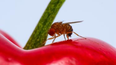 La mosca de las alas manchadas puede dañar a  los cultivos de frambuesa, mora, cereza, sauco, arándano, guinda, entre otros
