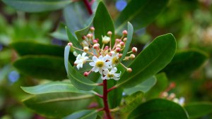 Canelo, el árbol nativo que adorna los paisajes patagónicos