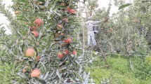 Imagen de País de las Manzanas