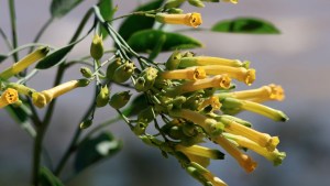 Palán Palán o también llamado Tabaco amarillo, es el nuevo integrante de la flora patagónica