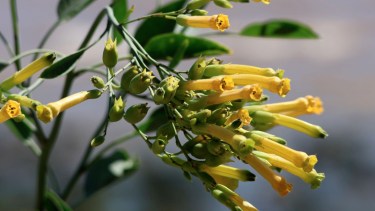 Podemos ver las flores particulares de esta especie, el Palán Palán.