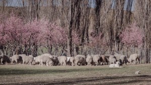 Declaran y prorrogan emergencia agropecuaria en Río Negro y otras provincias afectadas por la sequía