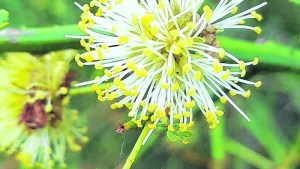 Manca caballo, una de las favoritas de las abejas en la estepa patagónica