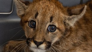 Rescataron un cachorro de puma en un campo en Córdoba