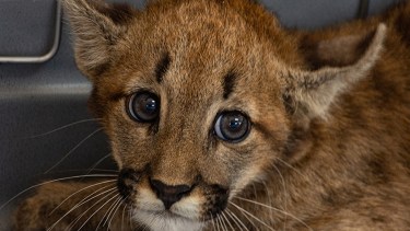 El puma fue capturado en la ciudad de Cintra en Córdoba.