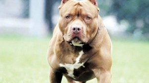 Brutal ataque de un pitbull a un niño de seis años en Santa Rosa