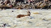Imagen de Feroz ataque de perros sueltos a un huemul en el Parque Nacional Los Glaciares