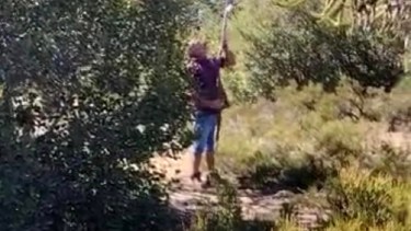 Video: los filmaron llevándose piñones en Pehuenia, aunque sabían que está prohibido