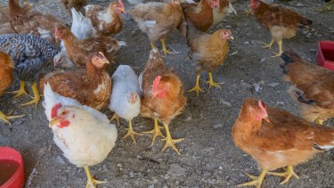 Los vecinos temen que las aves contaminen las napas, ya que viven  a 50 metros del lugar. Foto: Archivo. 
