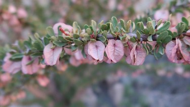 Podemos observar sus bellos colores y sus flores particulares.