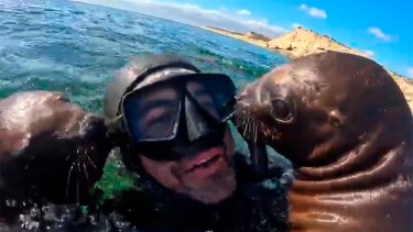 El video más tierno: fue a hacer snorkeling en Puerto Madryn y los lobitos marinos lo llenaron de mimos