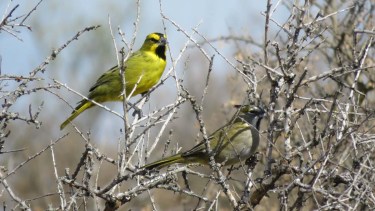 El cardenal amarillo es una de las aves en peligro de extinción, que es blanco del tráfico ilegal por su plumaje llamativo y su canto