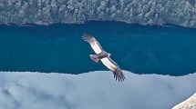 Imagen de Un cóndor a…. «¡10 metros!»: hacían un trekking en Bariloche y vieron algo inolvidable
